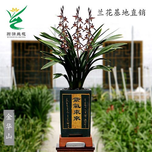 老种金边墨兰金华山带花浓香好养