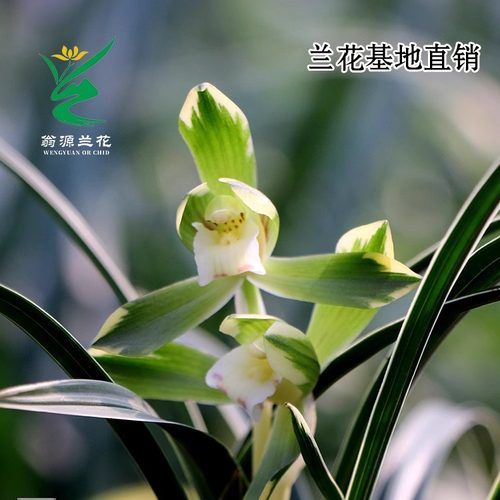 春兰雪山天草带花苞浓香金边矮种