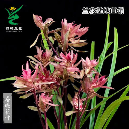兰花苗老种春剑红奇春暖花开红奇