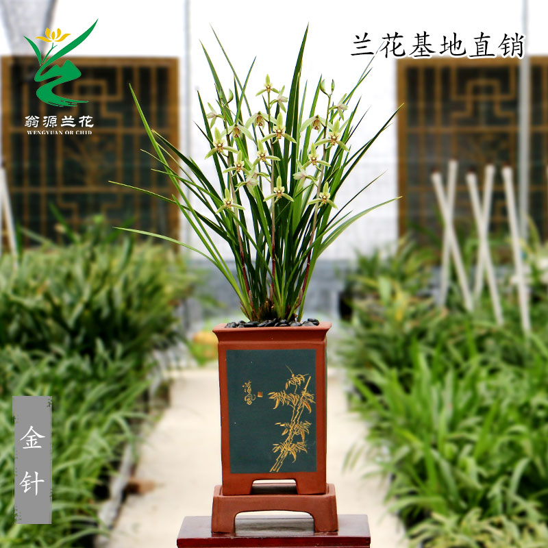 老种四季建兰金针开花机器带花香