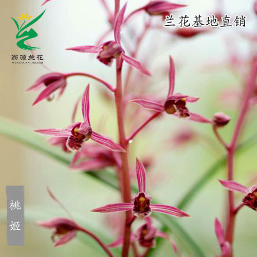 高端名品墨兰色花桃姬带花浓香型