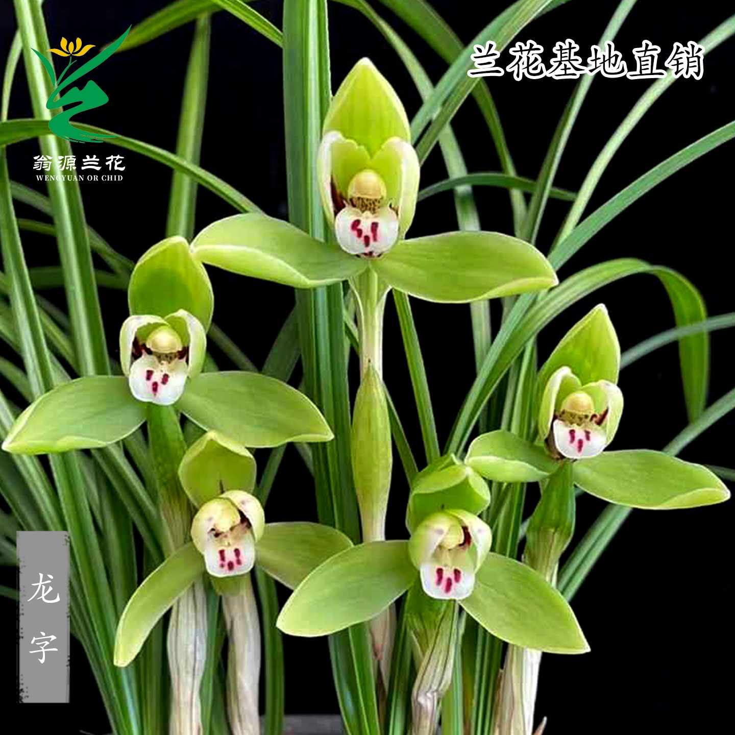 翁源兰花高端老种春兰龙字带花宋梅国兰双壁浓香好养花卉绿植盆栽