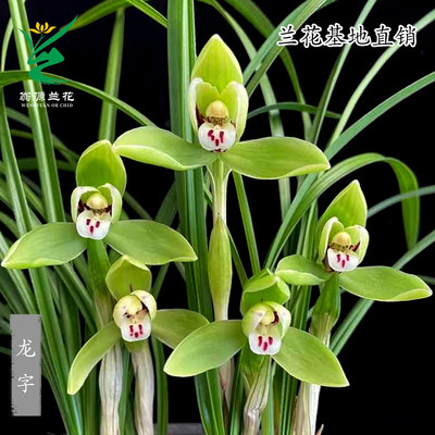 高端老种春兰龙字带花宋梅浓香