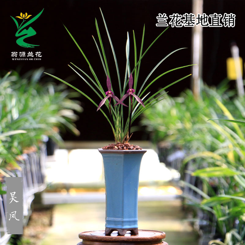 高端老种春兰吴凤细叶带花好养香