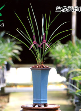 翁源高端老种春兰花苗吴凤细叶红艳带花浓香寒兰彩素好养室内花卉