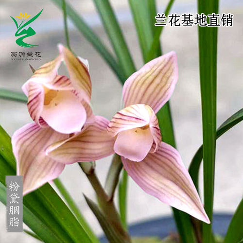 翁源高端细叶春兰莲瓣兰粉黛胭脂