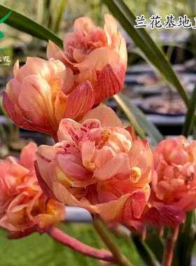 高端正品春剑福家红牡丹红奇花带花浓香建兰富山奇蝶绿植花卉盆栽