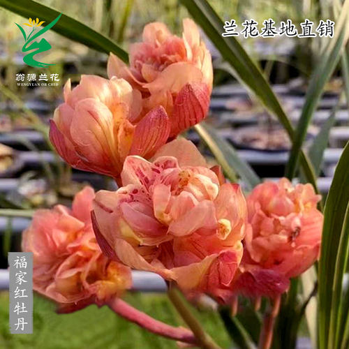 高端正品春剑福家红牡丹红奇花香