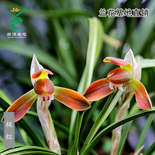 正品春兰色花珍品极红带花香好养
