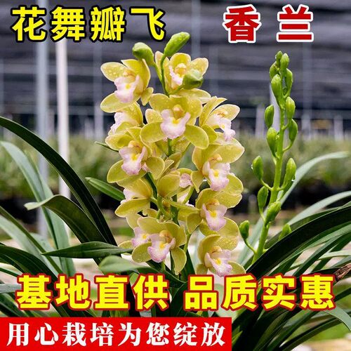 年宵花香水香兰花冬带花苞精品