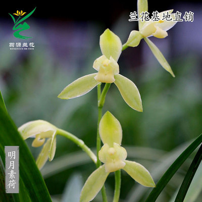 老种四季建兰明月素荷带花好养香