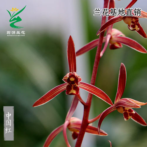 高端老种墨兰中国红带花浓香好养