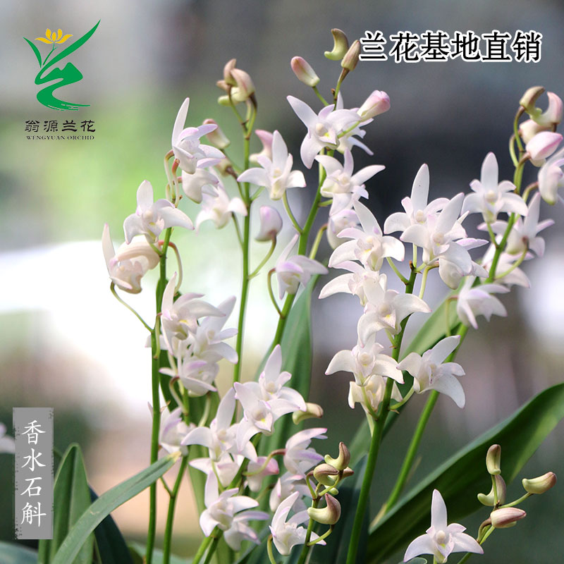 精品泼墨香水石斛兰紫云带花浓香