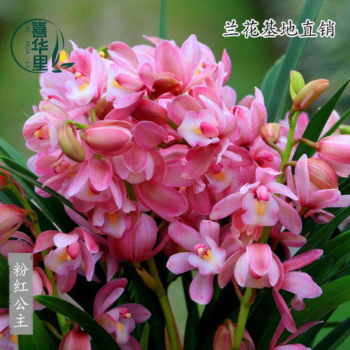 精品翁源兰花苗大花蕙兰粉红公主