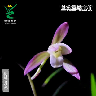 翁源兰花老种四季建兰荷塘月色春雨彩虹市长红带花卉浓香好养盆栽