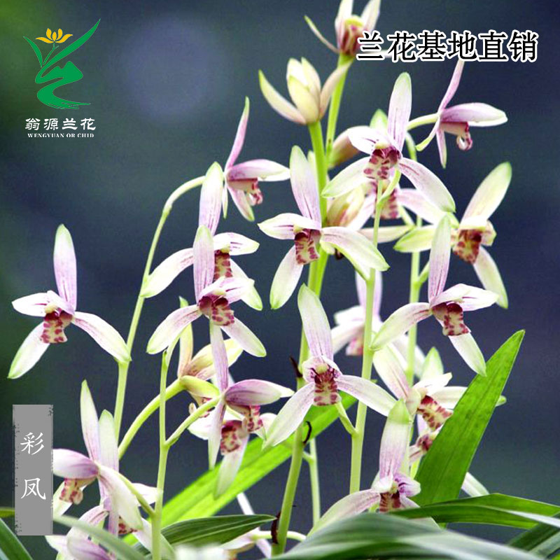 高端四季建兰花苗老种彩凤带花香