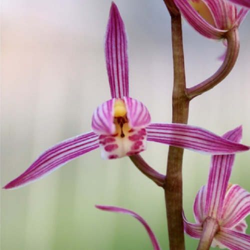 高端老种四季建兰艳阳红带花浓香