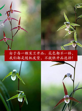 翁源兰花老种寒兰花色随机正品带花浓香彩素好养室内桌面花卉盆栽