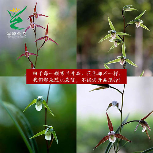 翁源兰花老种寒兰花色随机带花香