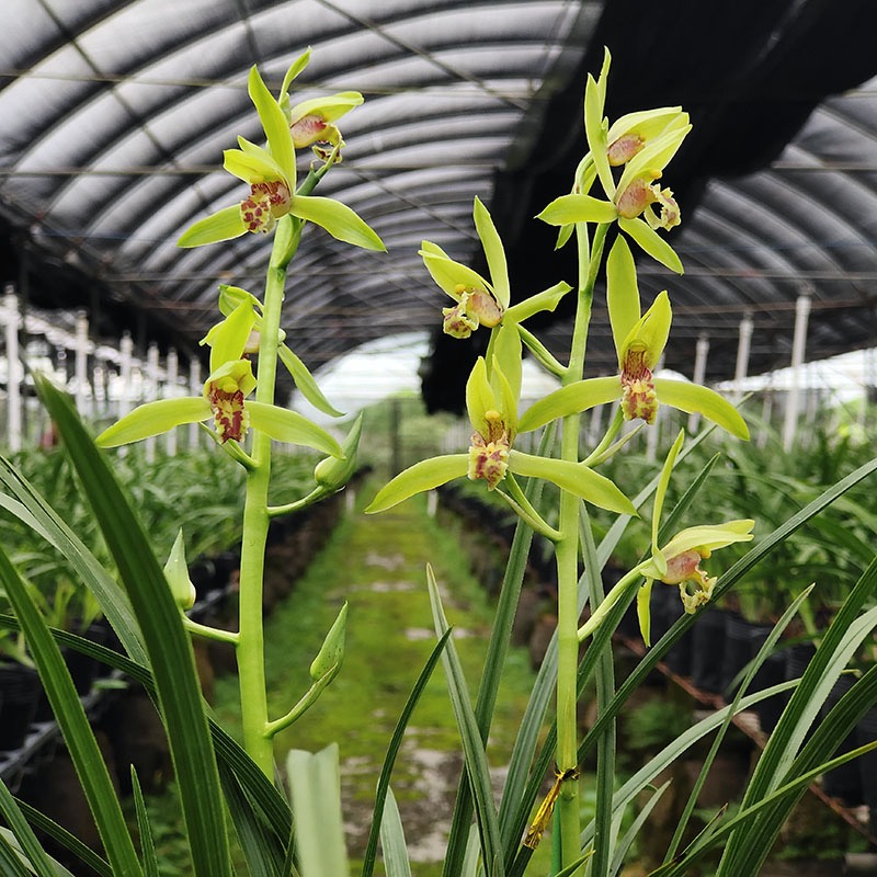 翁源兰花精品蕙兰丹红耐寒耐热