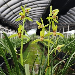 翁源兰花苗老种蕙兰丹红高端四季 建兰台北小姐带花浓香好养卉盆栽