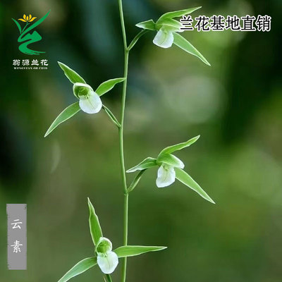 老种细叶寒兰云素带花浓香型好养