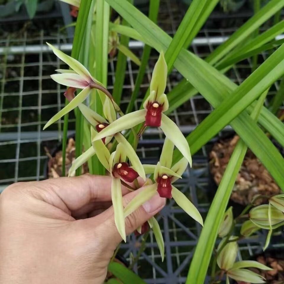 兰花苗寒兰初恋烈焰红唇观花赏叶老种浓香型红舌好养名贵室内盆栽