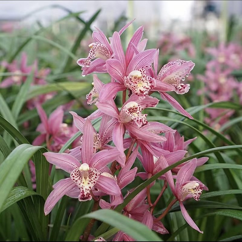 翁源兰花苗大花蕙兰粉色花月下含羞带花浓香好养室内绿植花卉盆栽,鲜花速递/花卉仿真/绿植园艺,国兰/杂交兰/洋兰类,淘宝优惠券,粉丝福利购,淘宝优惠卷