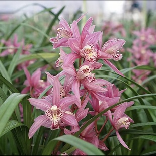 翁源兰花苗大花蕙兰粉色花月下含羞带花浓香好养室内绿植花卉盆栽