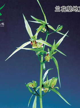 正品寒兰子母花奇花彩素四季建兰花富山奇蝶带花浓香好养室内花卉