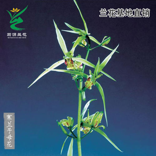 正品寒兰子母花奇花带花浓香好养