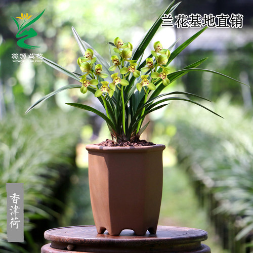 老种建兰香津荷瓣带花香室内盆栽