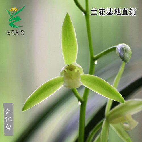 老种四季建兰仁化白小瓜子带花香