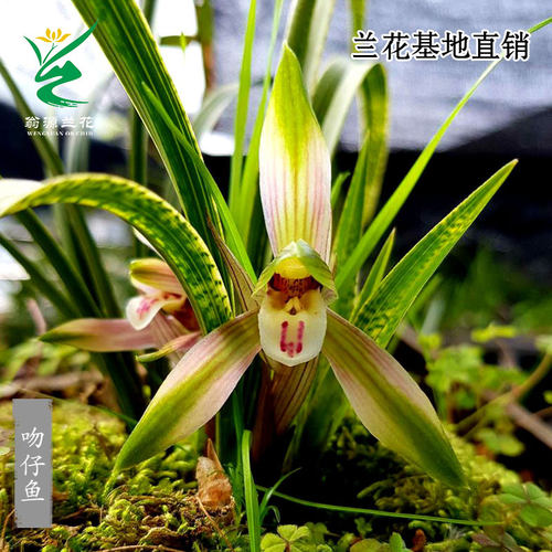 高端春兰艺草吻仔鱼蛇皮斑带花香