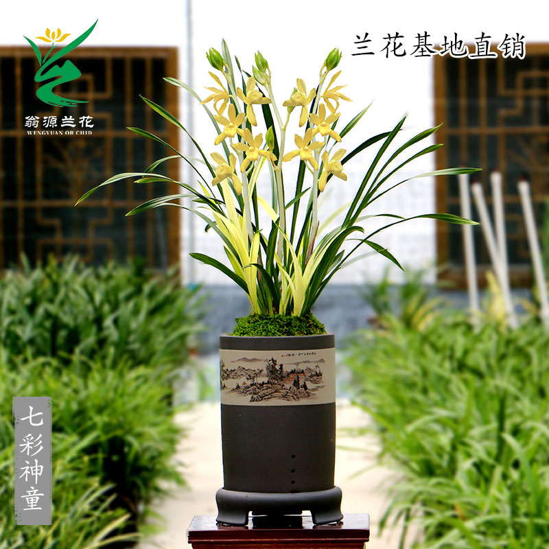 四季建兰七彩神童带花浓香型好养