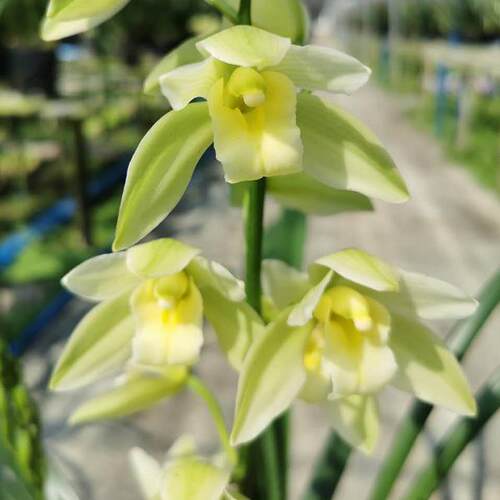 翁源兰花老种四季建兰素心带花香