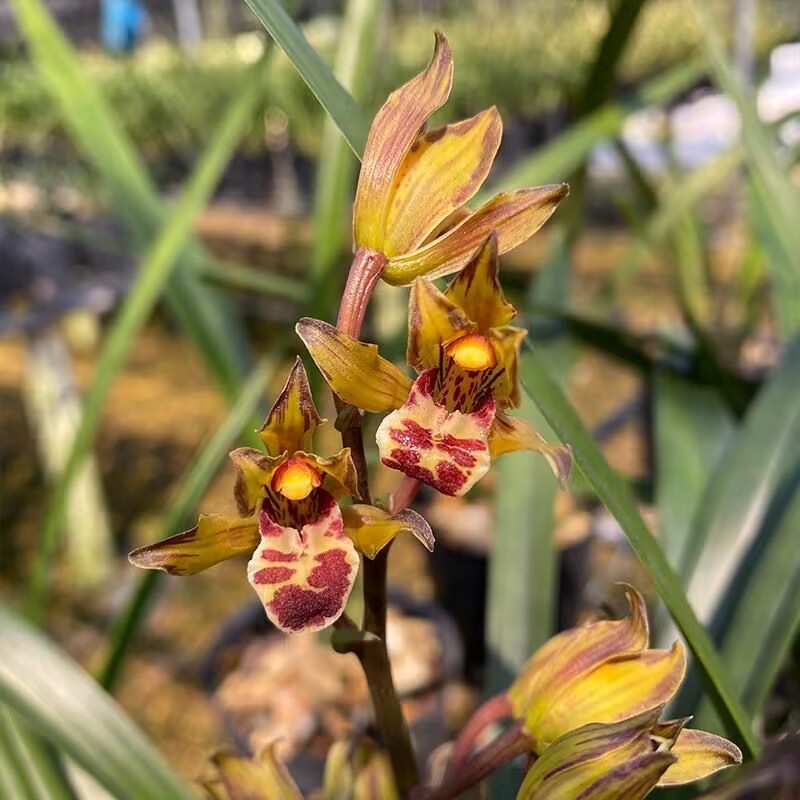 高端老种墨兰花苗奇花金鸟带花香