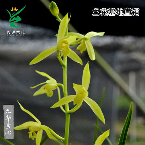 翁源兰花老种蕙兰素心九华素浓香