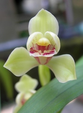 四季建兰八大铭品之首夏皇梅正格梅瓣老种铁骨素梅带花浓香卉盆栽