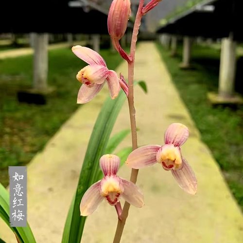 老种四季建兰红花如意红梅带花香