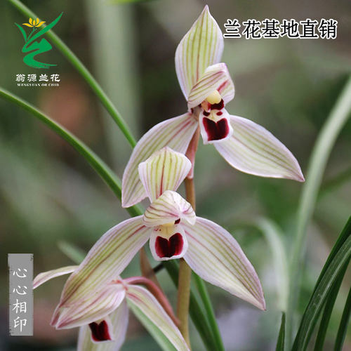 高端老种莲瓣兰心心相印带花浓香
