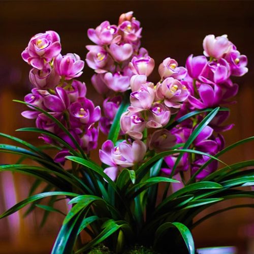 大花蕙兰矮种红酒之恋好养桌面款