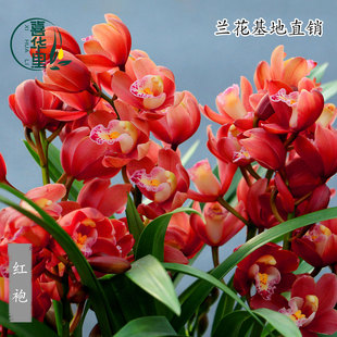 翁源兰花苗高端桌面款大红袍带花剑浓香红花荷瓣室内花卉绿植盆栽