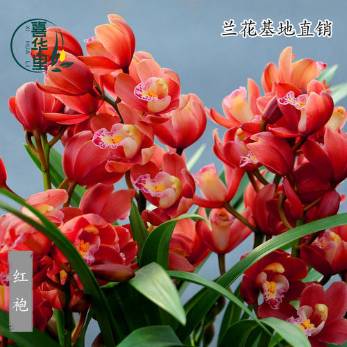 翁源兰花苗高端桌面款大红袍带花