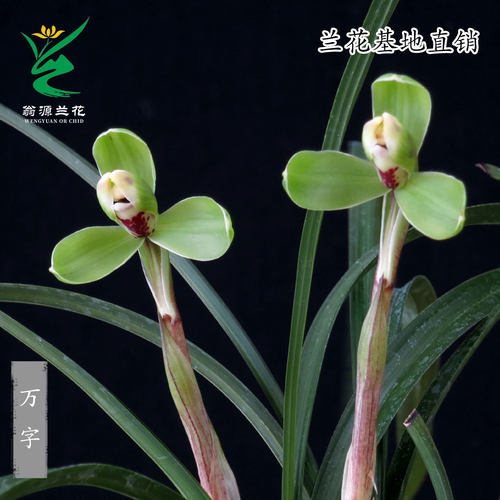 翁源兰花高端老种春兰老八种万字带花苞宋梅浓香好养花卉绿植盆栽