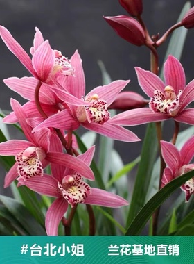 四季建兰大花蕙兰粉红色台北小姐黄金小神童带花浓香好养室内盆栽