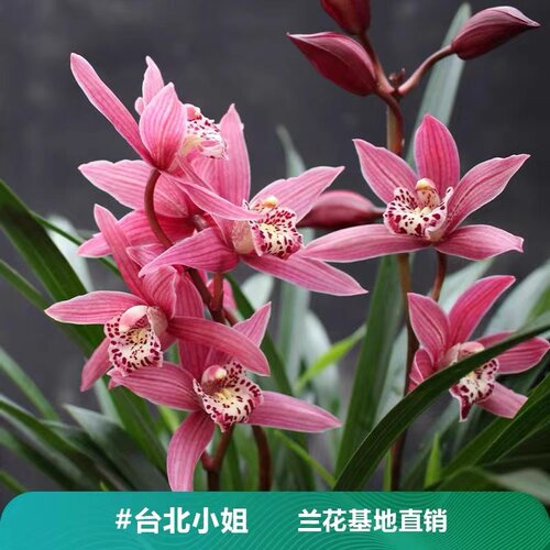 四季建兰大花蕙兰粉红色台北小姐