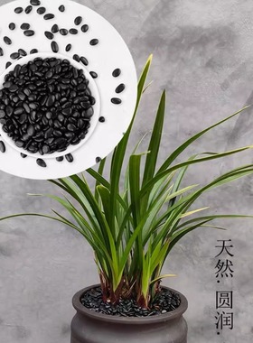 黑色铺面石透气美观通用型【花卉铺面石子】  新型家庭养花专用土