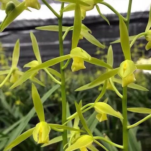 翁源兰花老种墨兰仙殿白墨带花香