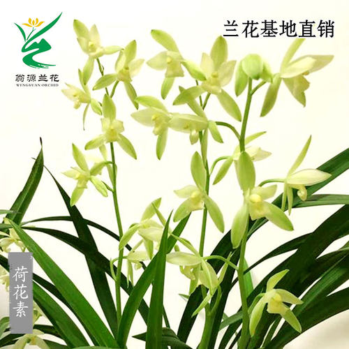 四季老种建兰荷花素心带花浓香型